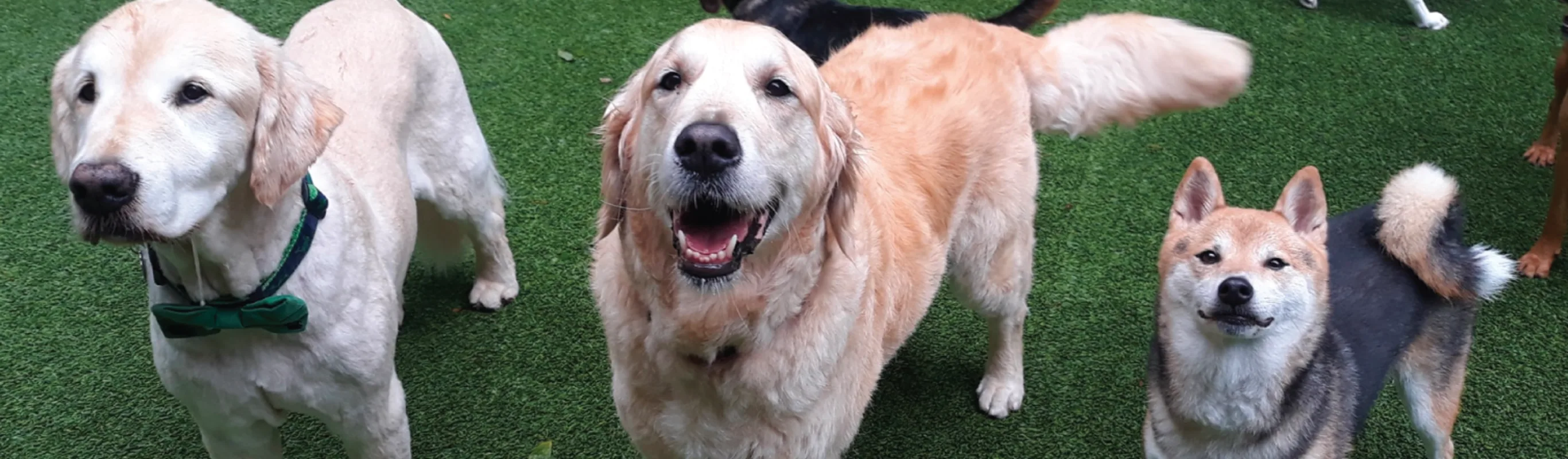 three dogs looking in grass three dogs looking in grass