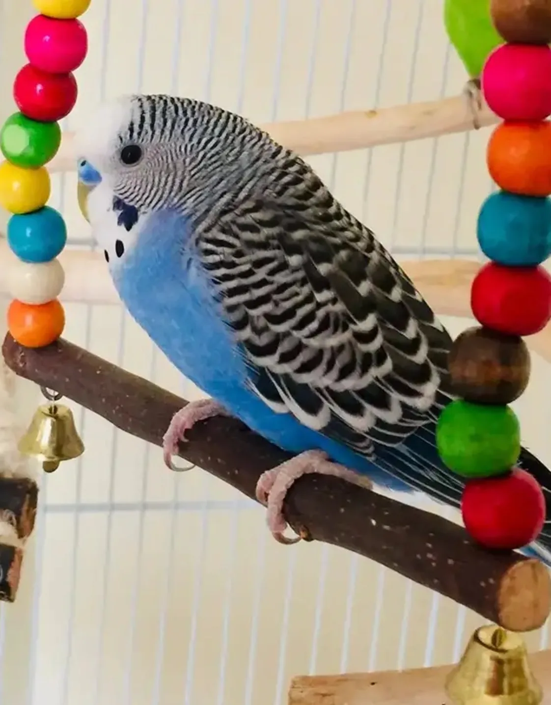 Tiki Tiki