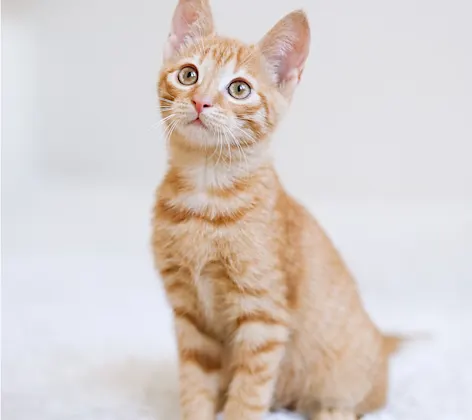 Orange cat looking up at the camera Orange cat looking up at the camera