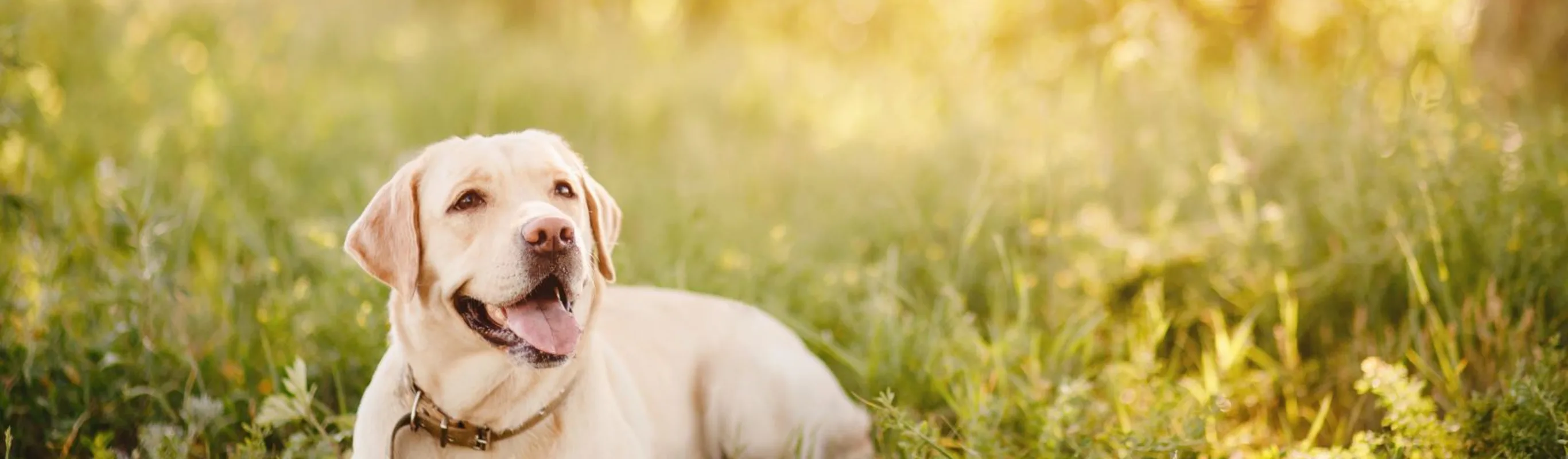 White dog in field of grass White dog in field of grass