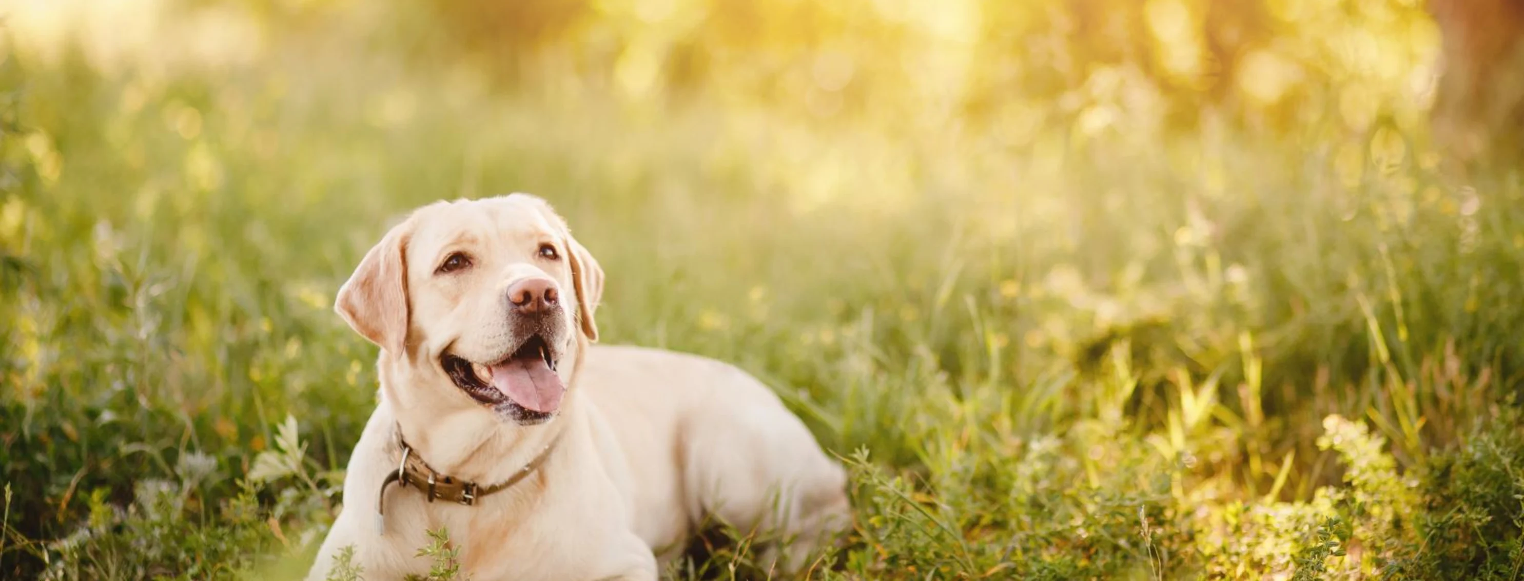 White dog in field of grass White dog in field of grass