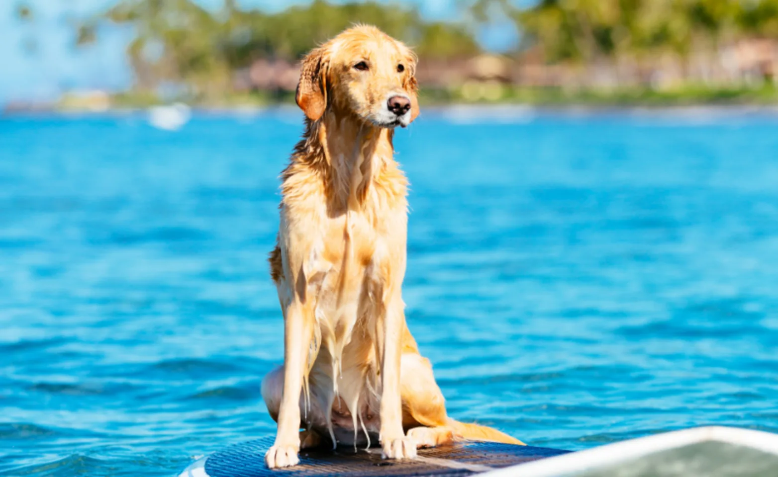 Dog Sitting on a Surfboard in the Water Dog Sitting on a Surfboard in the Water