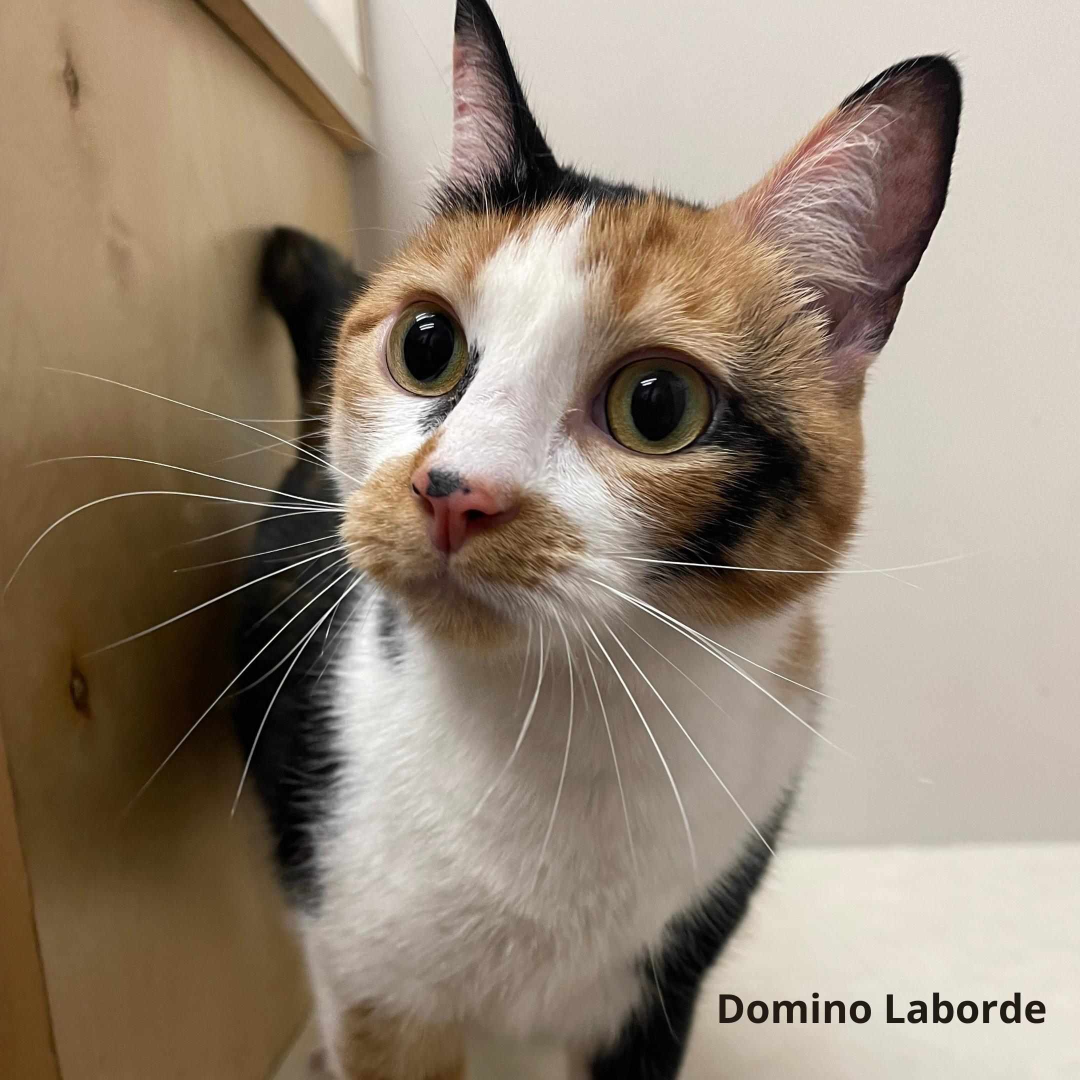 Close up of calico cat.