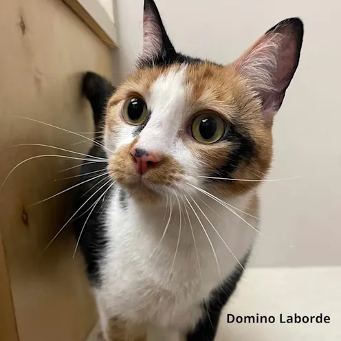 Close up of calico cat. Close up of calico cat.