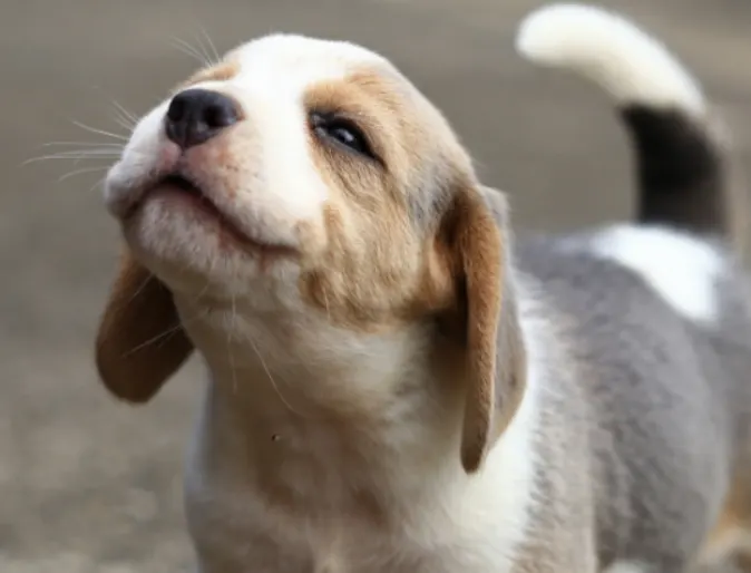 Puppy Standing Outside on Concrete Puppy Standing Outside on Concrete