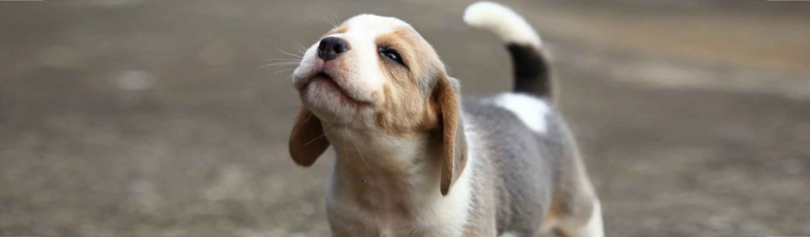 Puppy Standing Outside on Concrete