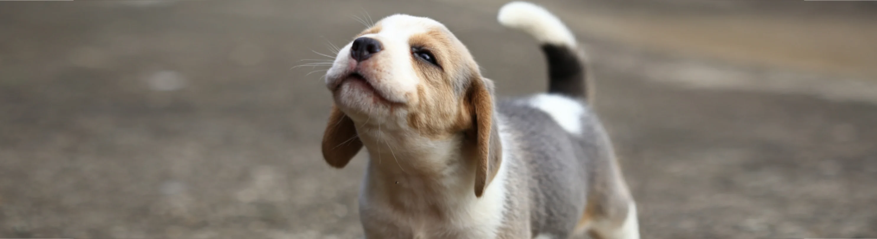 Puppy Standing Outside on Concrete Puppy Standing Outside on Concrete