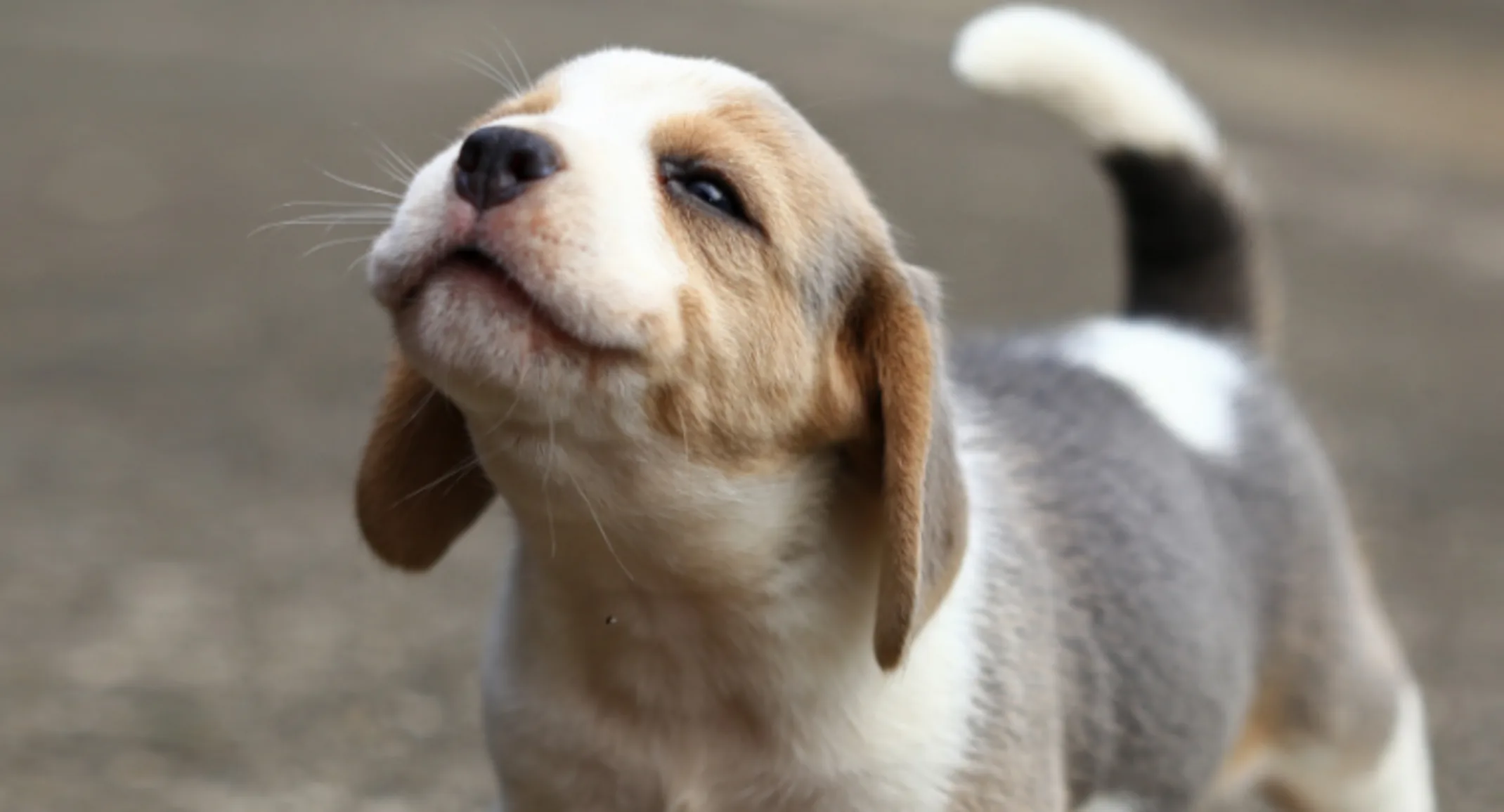 Puppy Standing Outside on Concrete Puppy Standing Outside on Concrete