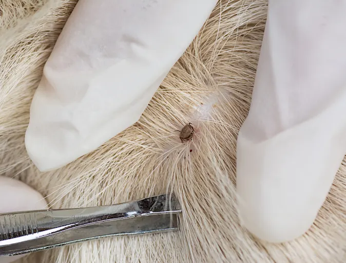 a photo of a tick stuck on a pet a photo of a tick stuck on a pet