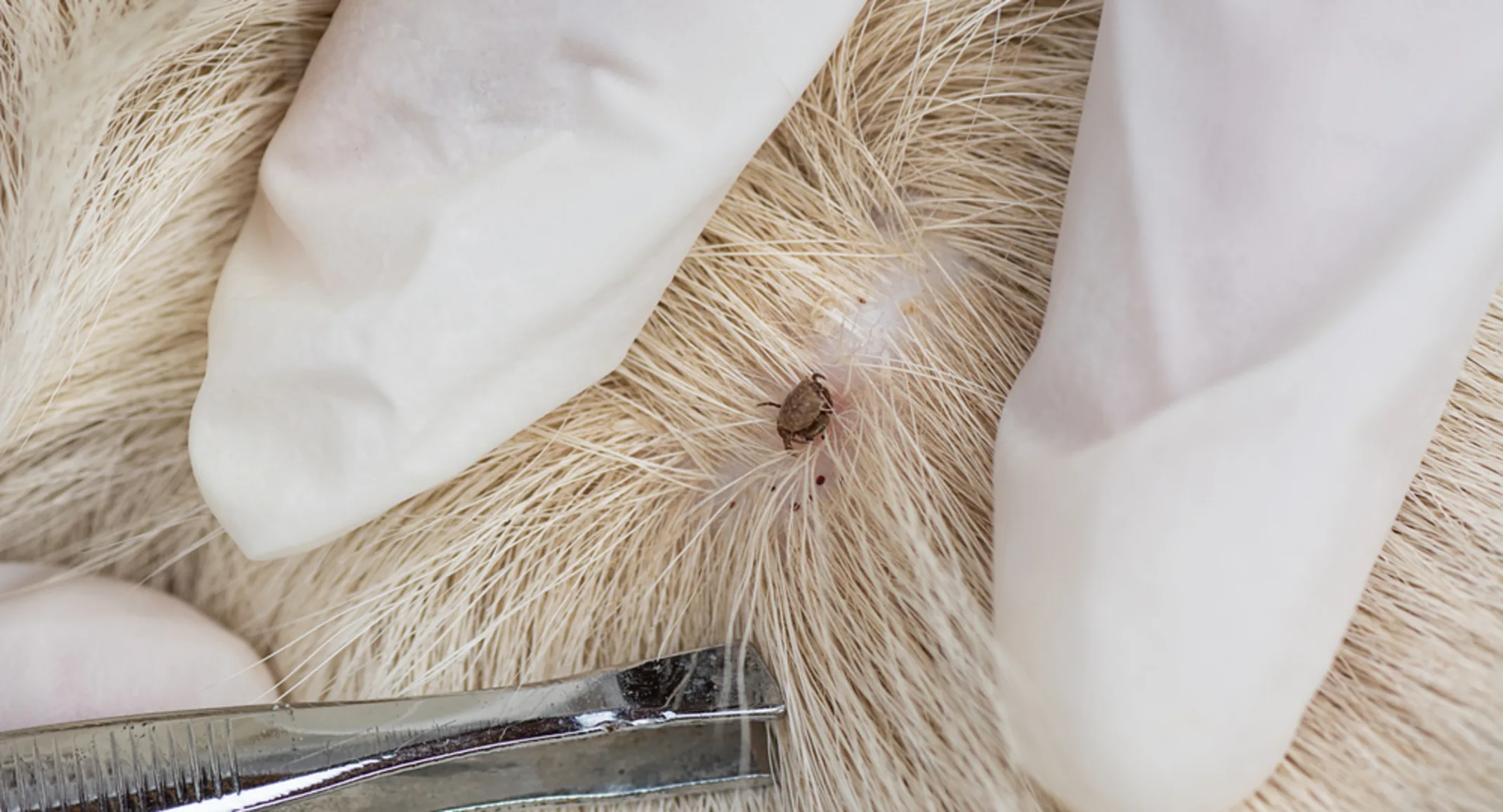 a photo of a tick stuck on a pet a photo of a tick stuck on a pet