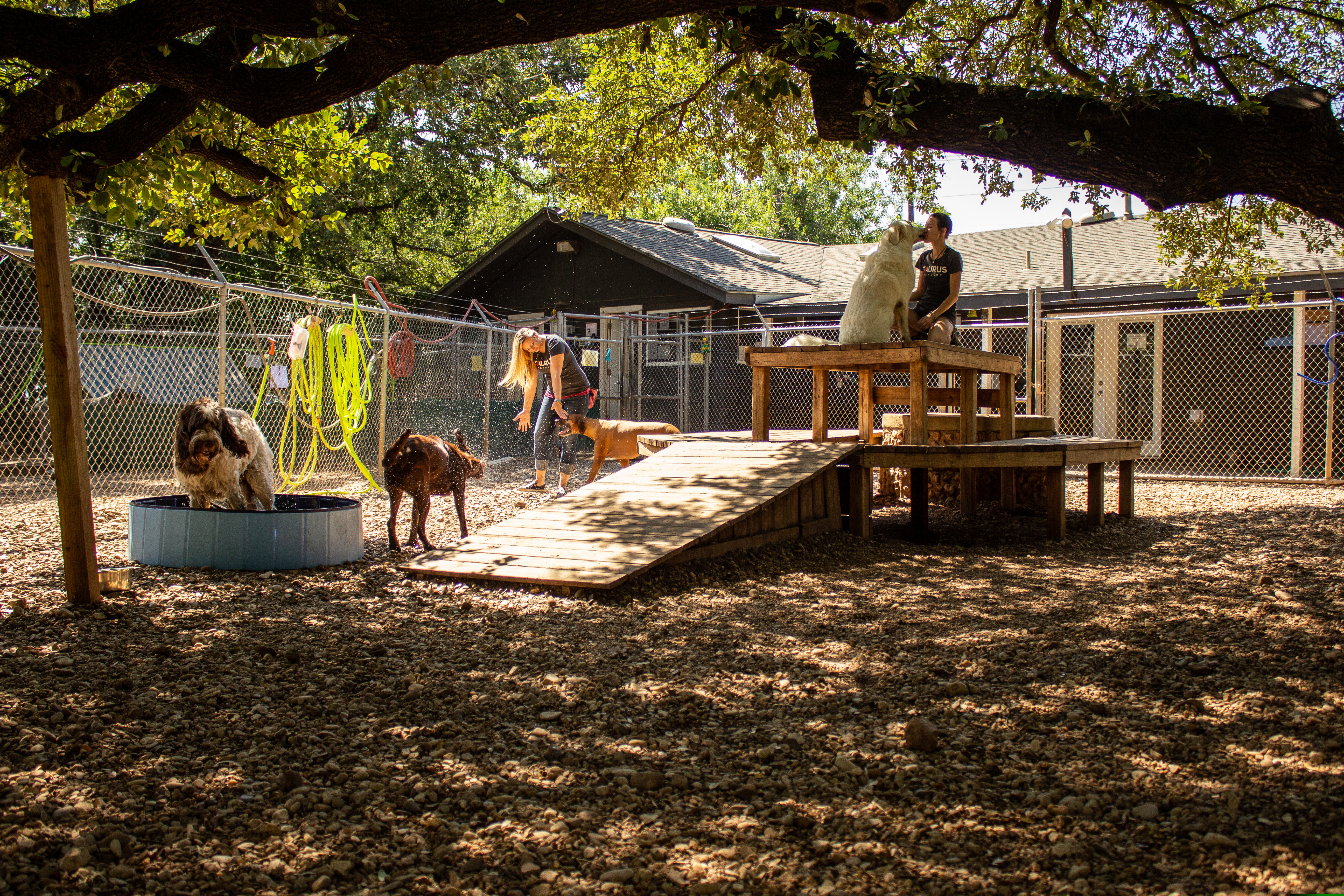 dogs playing outside at Taurus Academy