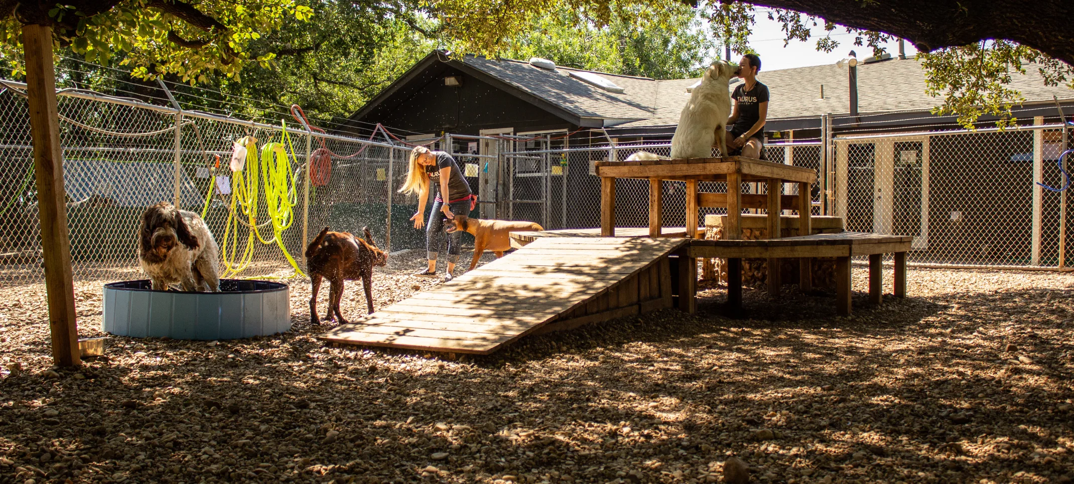 dogs playing outside at Taurus Academy