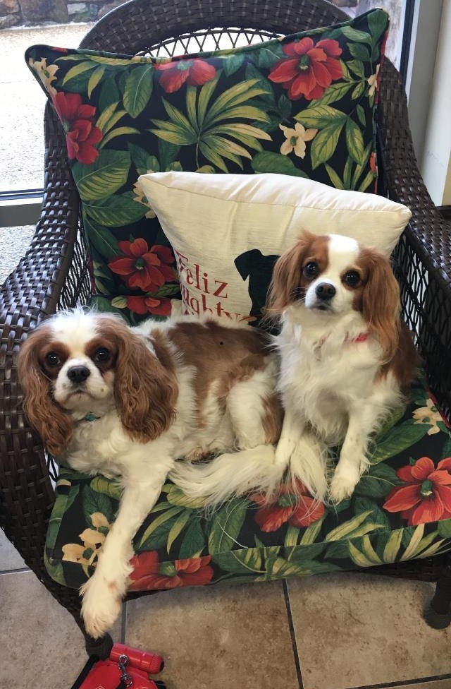 Two dogs sitting on a chair