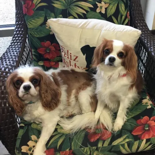 Two dogs sitting on a chair