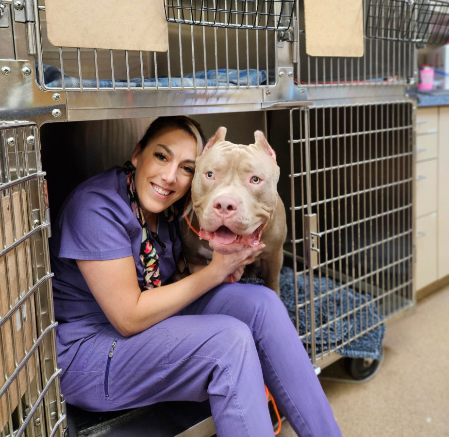 Staff member dressed in purple loving on a Pitbull in a crate