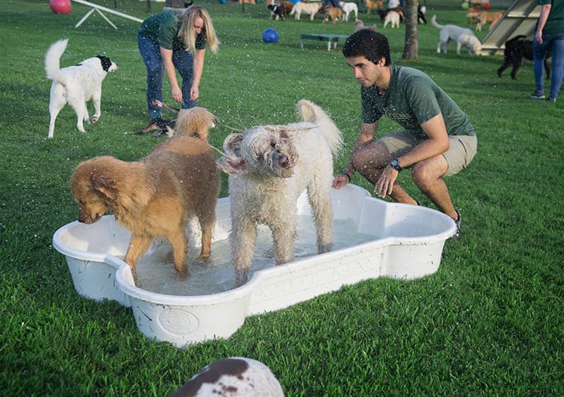 Two dogs in bone shaped tub of water