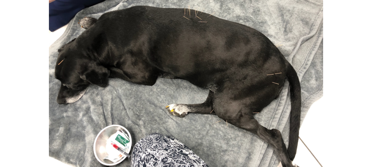 Dog laying down receiving acupuncture treatment.
