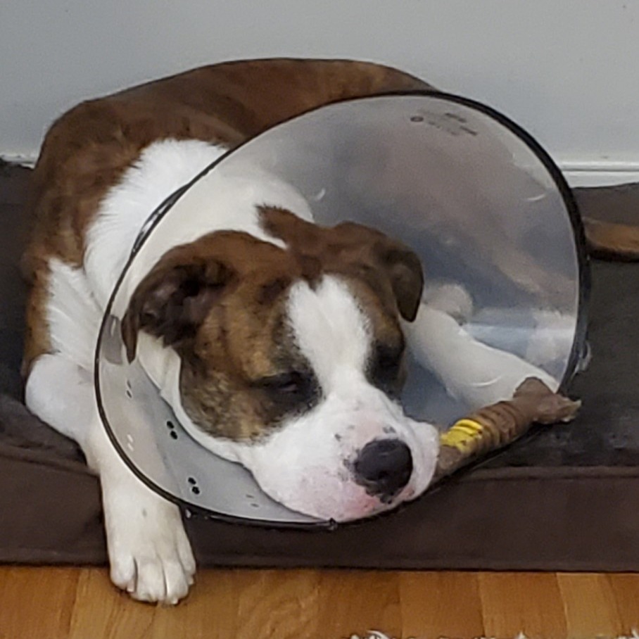 Dog with a cone laying down 
