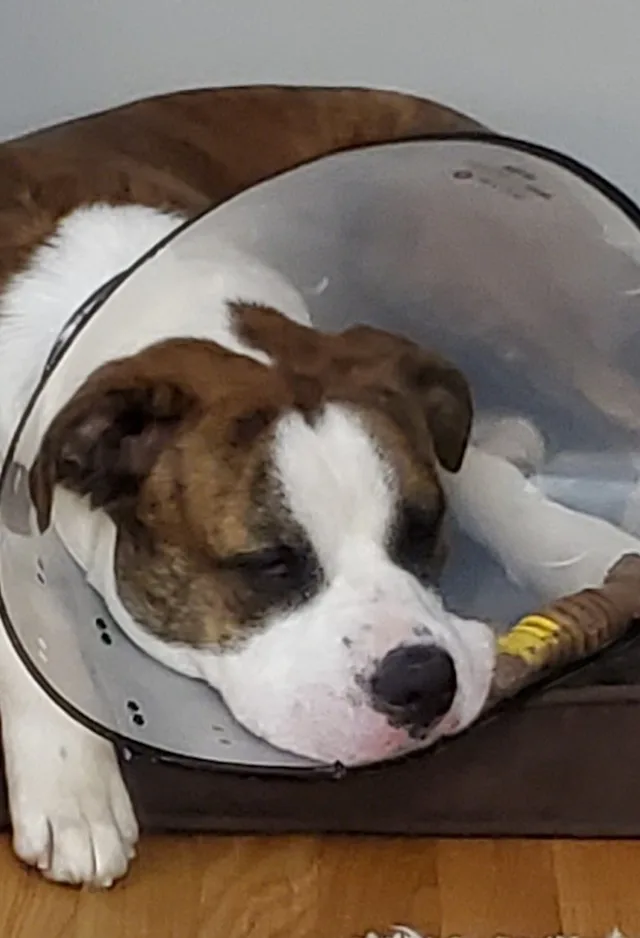 Dog with a cone laying down Dog with a cone laying down