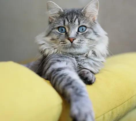 Cat on a Yellow Couch