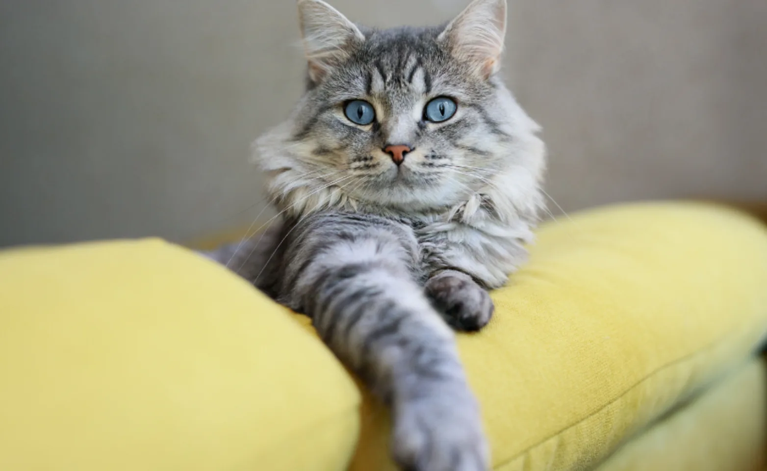 Cat on a Yellow Couch