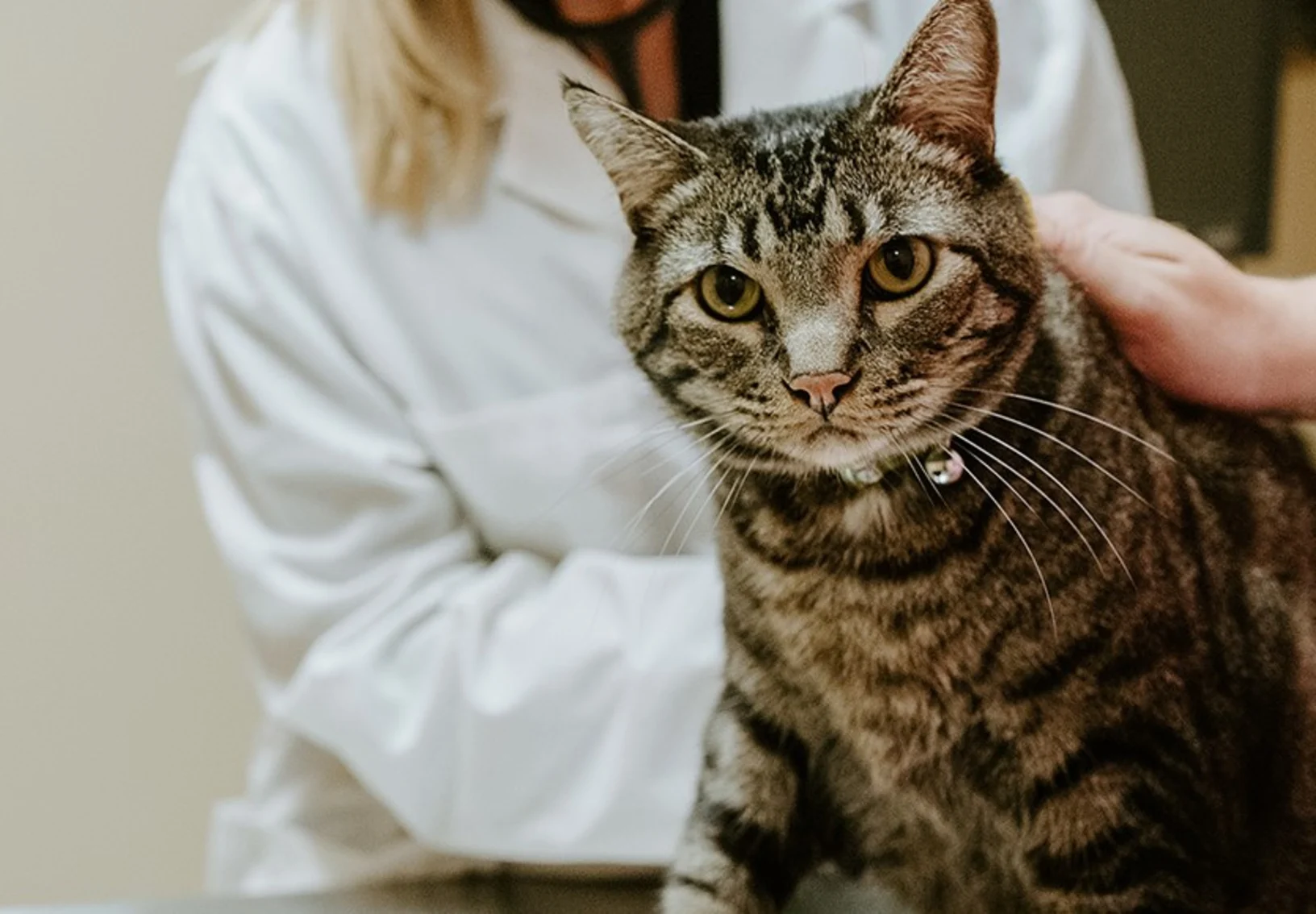 Cat being examined by veterinarian Cat being examined by veterinarian
