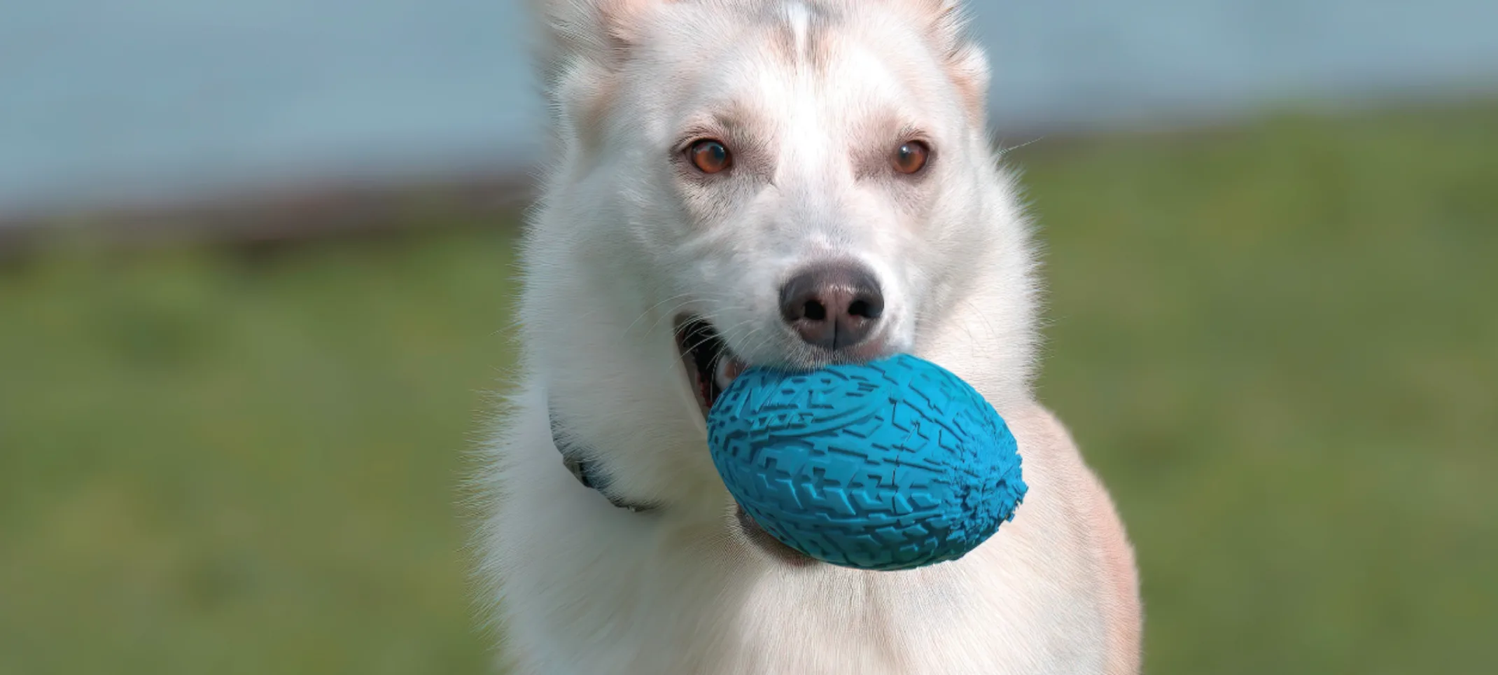 Dog running with ball in its mouth Dog running with ball in its mouth
