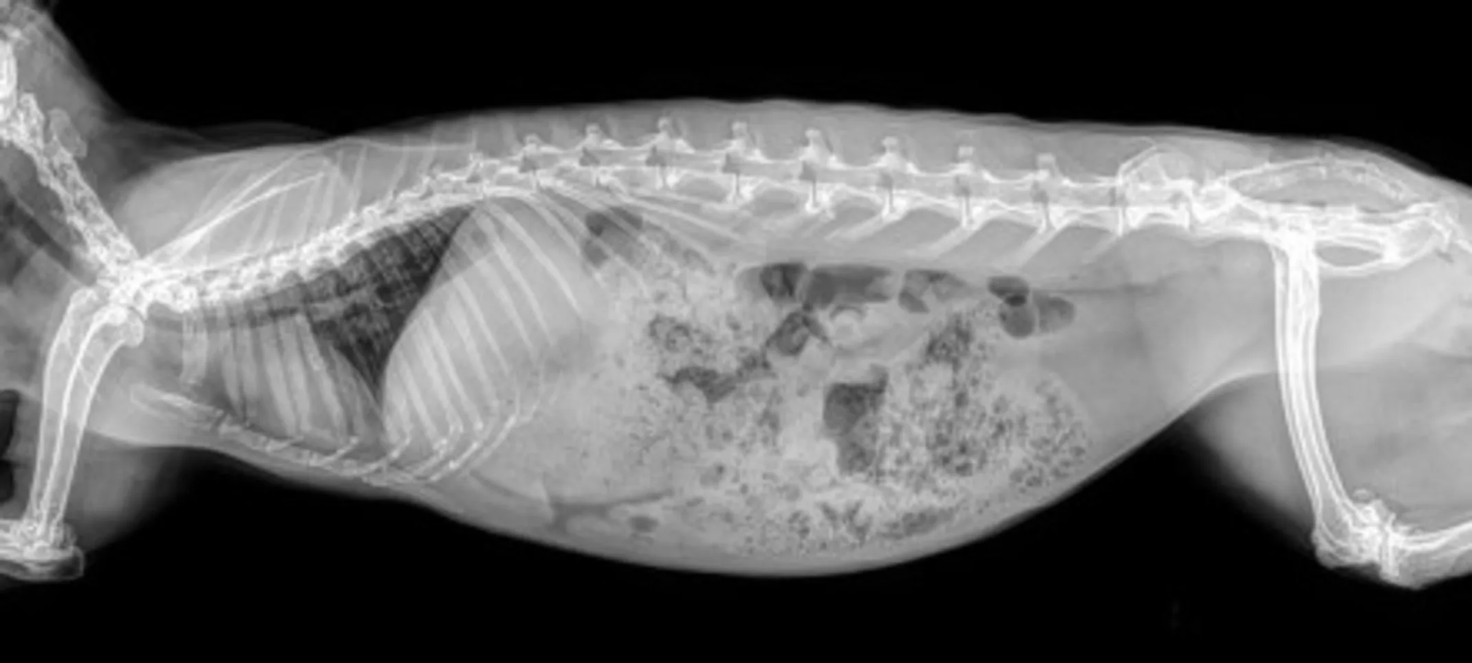 An X ray image An X ray image