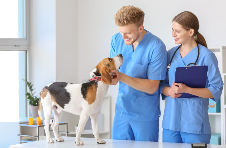 Veterinary Services in Purcellville VA Blue Ridge Veterinary Associates