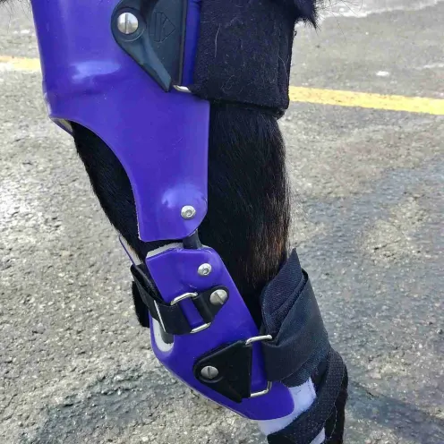 Dog using a knee brace