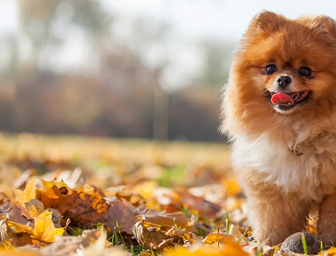 Pomeranian standing in a field of leaves Pomeranian standing in a field of leaves