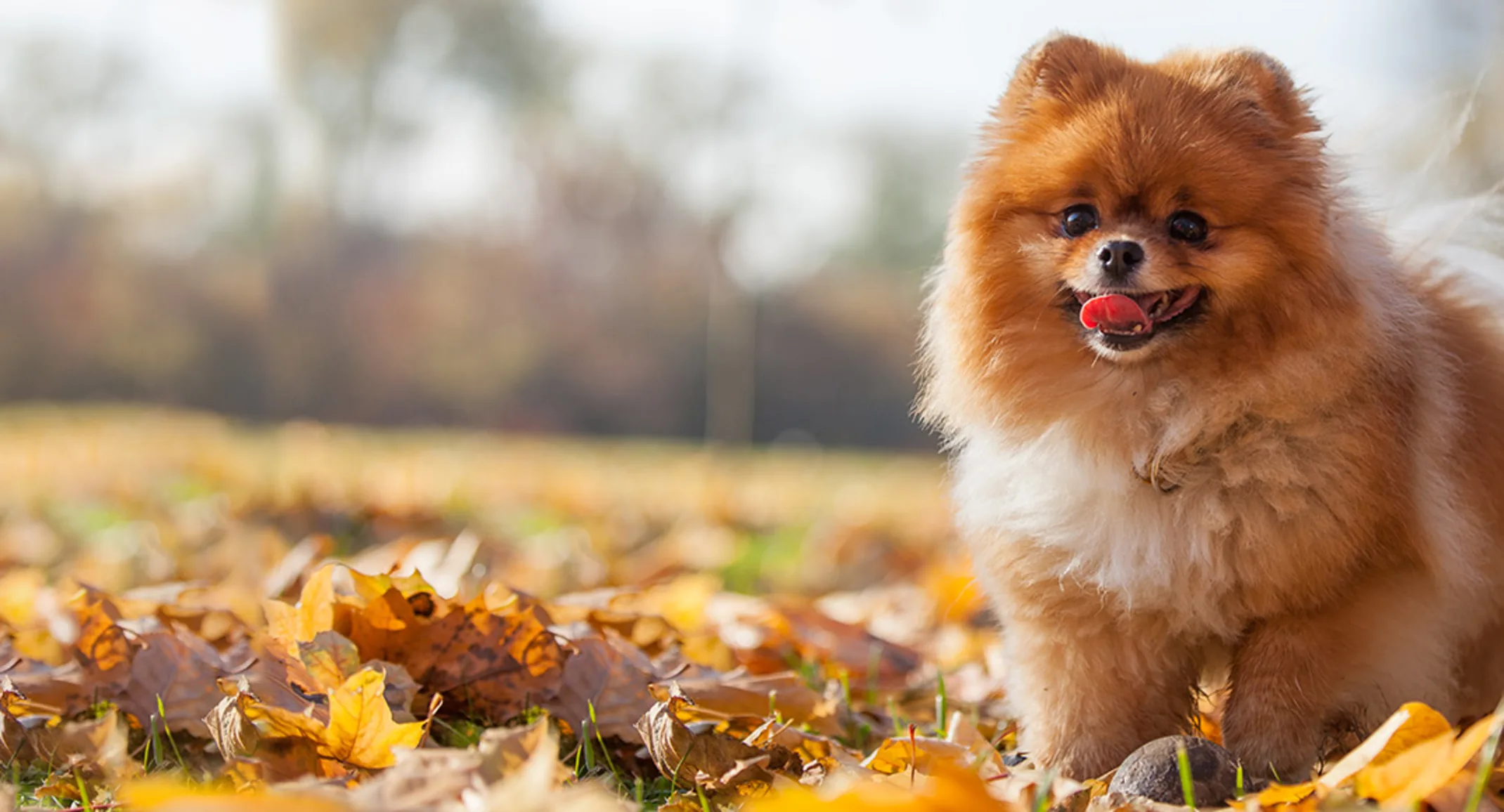 Pomeranian standing in a field of leaves Pomeranian standing in a field of leaves