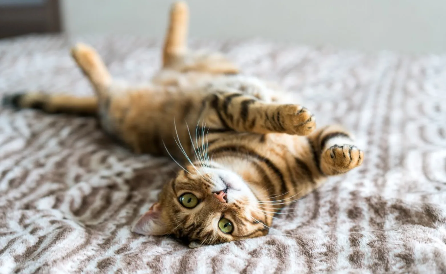 Kitten is Laying Upside Down in a Bed