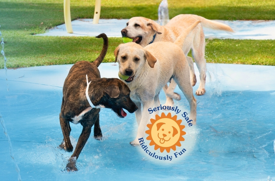 Dogs playing in water with tennis ball