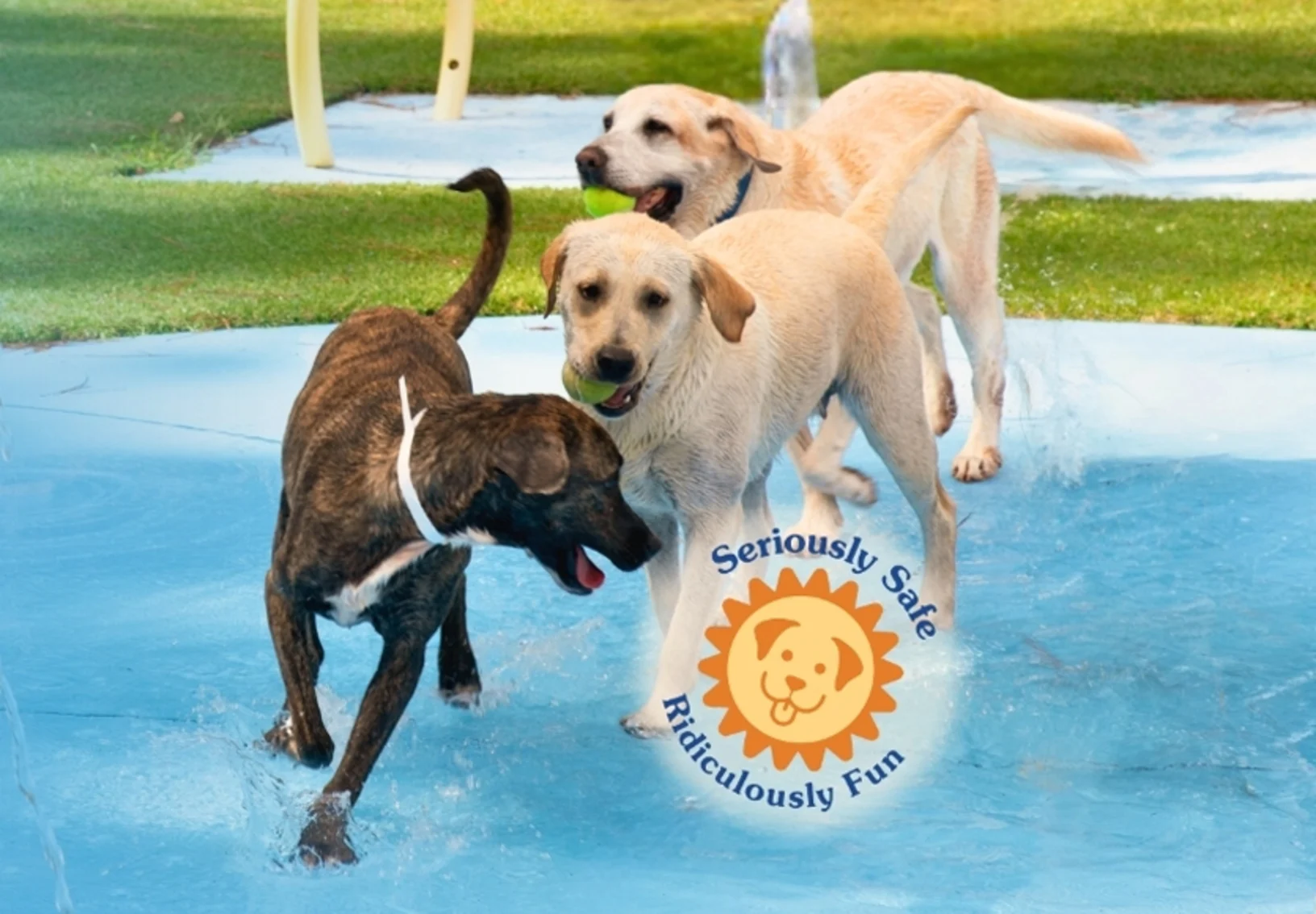 Dogs playing in water with tennis ball Dogs playing in water with tennis ball
