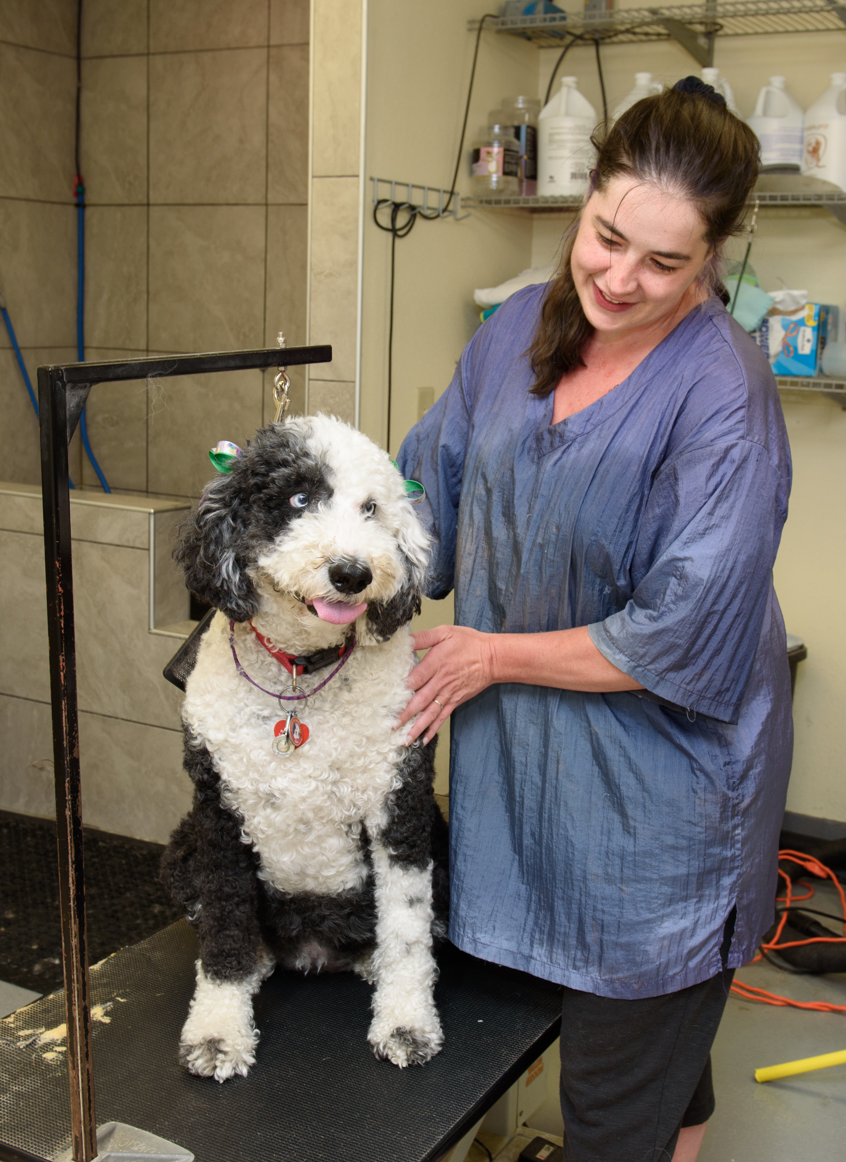 Dog in grooming area with staff member