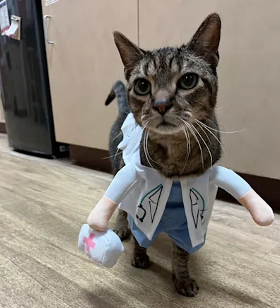 Murdock a brown cat Murdock a brown cat