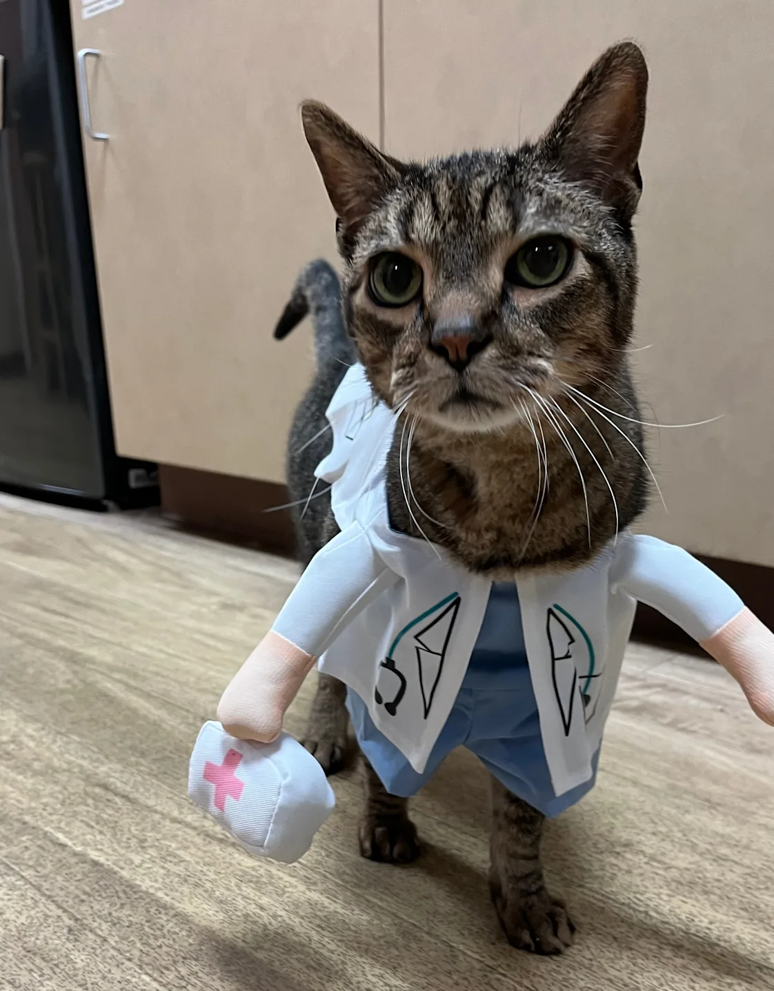 Murdock a brown cat Murdock a brown cat