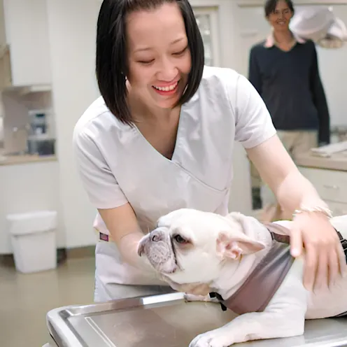 Vet is inspecting a dog Vet is inspecting a dog