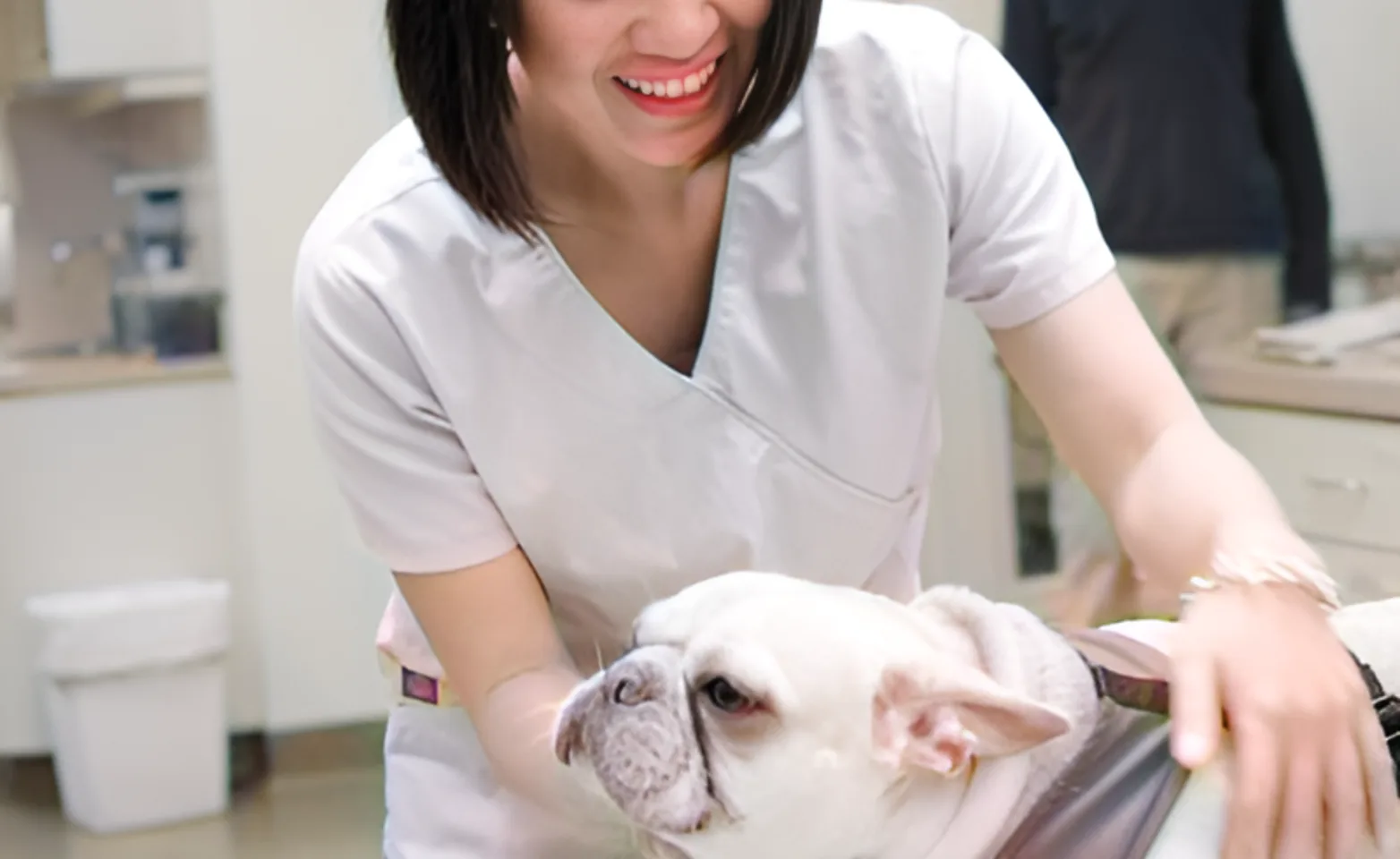 Vet is inspecting a dog Vet is inspecting a dog
