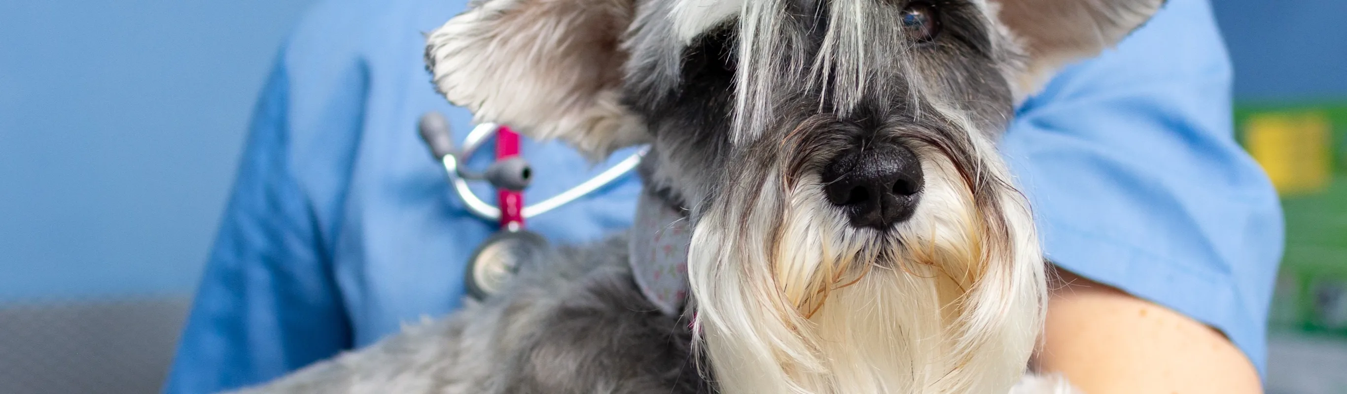 a Schnauzer being held by a vet a Schnauzer being held by a vet