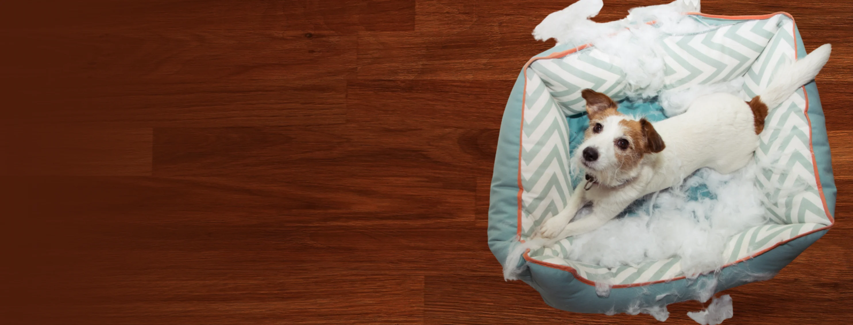 Dog Laying on Chewed Bed Looking at Camera Dog Laying on Chewed Bed Looking at Camera
