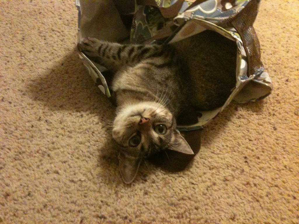 Cat in a bag