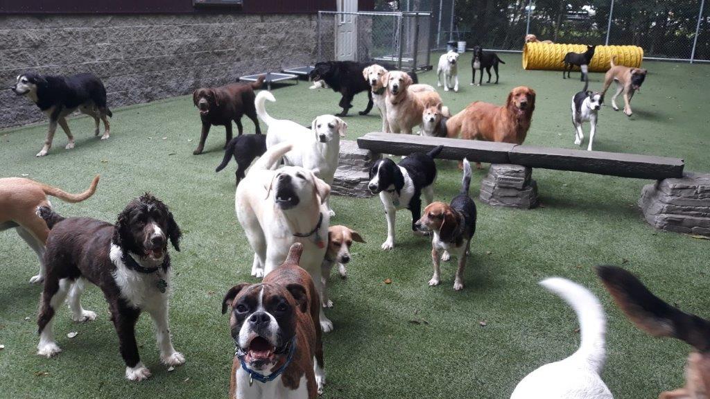 Many Dogs in Outdoor Play Area