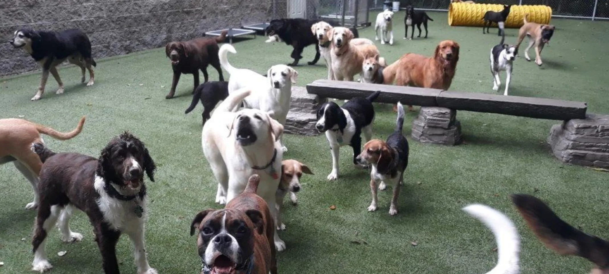 Many Dogs in Outdoor Play Area Many Dogs in Outdoor Play Area