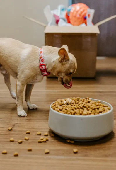 A dog eating food from a bowl 