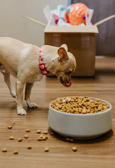 A dog eating food from a bowl A dog eating food from a bowl