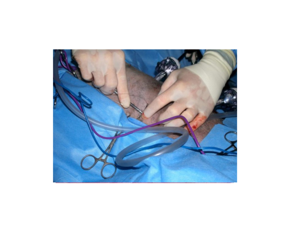 External view of vet working on patient