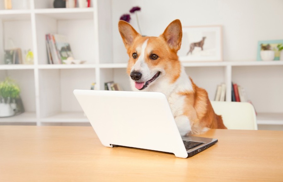 Corgi sitting at desk with laptop