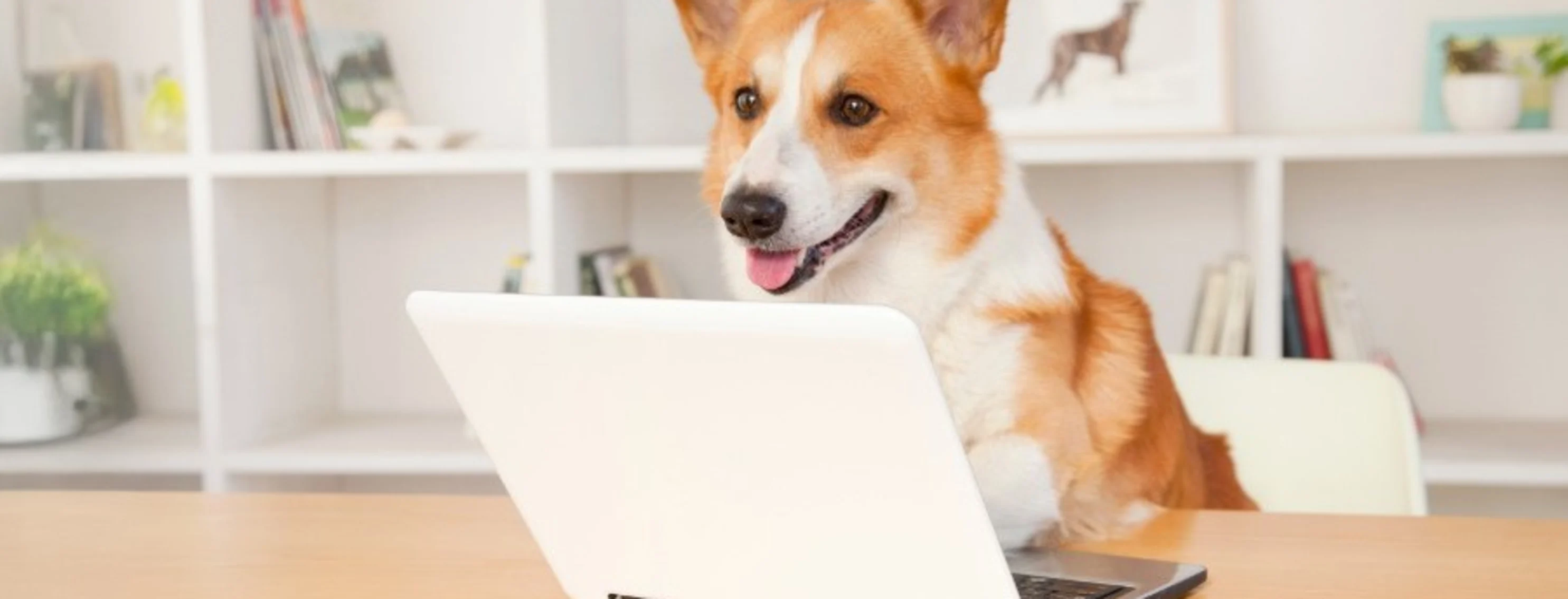 Corgi sitting at desk with laptop Corgi sitting at desk with laptop